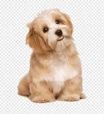 Royal Canin Gastrointestinal Dog Low Fat Wetfood