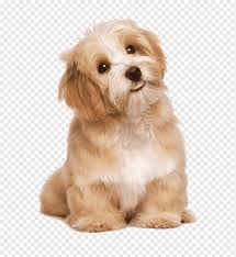 Snack Anjing Treats Dental All Flavour