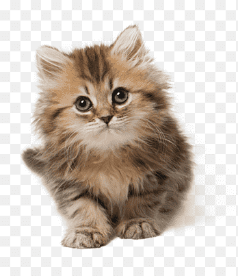 Promo RC Kitten Second Age Repack 500gr